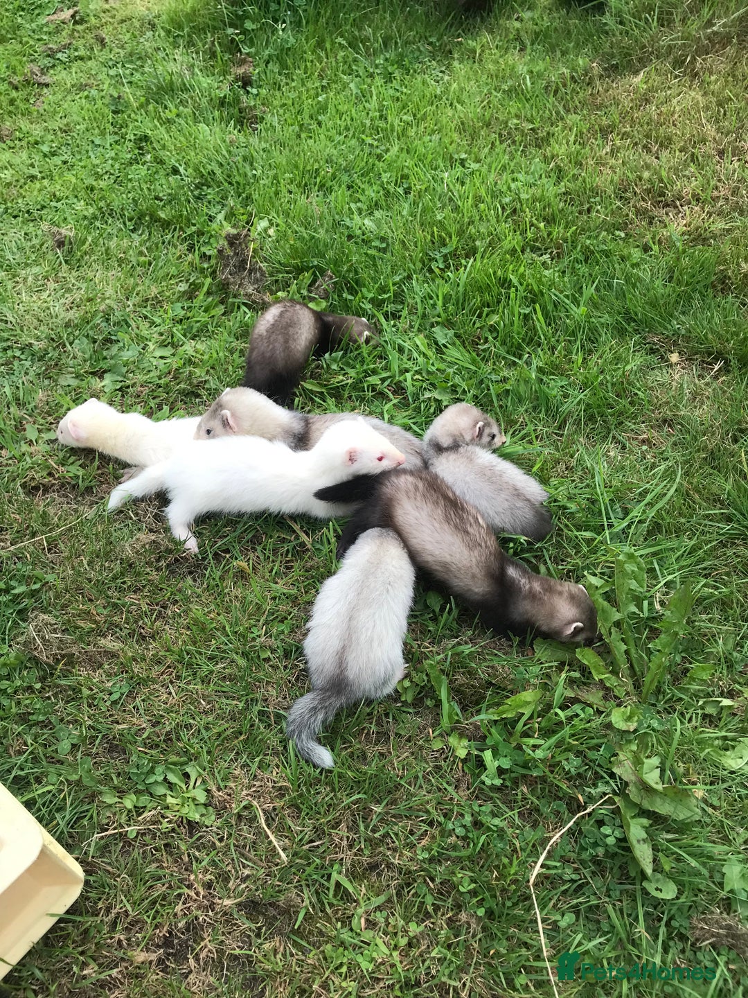 Ferret rodents for sale: FERRET KITS - Image 3