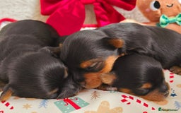 Yorkshire Terrier dogs for sale: Miniature yorkshire terrier puppy - Advert 2