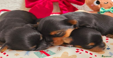 Yorkshire Terrier dogs Miniature yorkshire terrier puppy - Advert 11