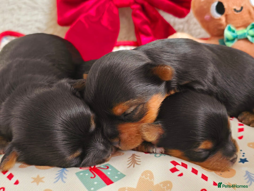 Yorkshire Terrier dogs for sale: Miniature yorkshire terrier puppy - Advert 2