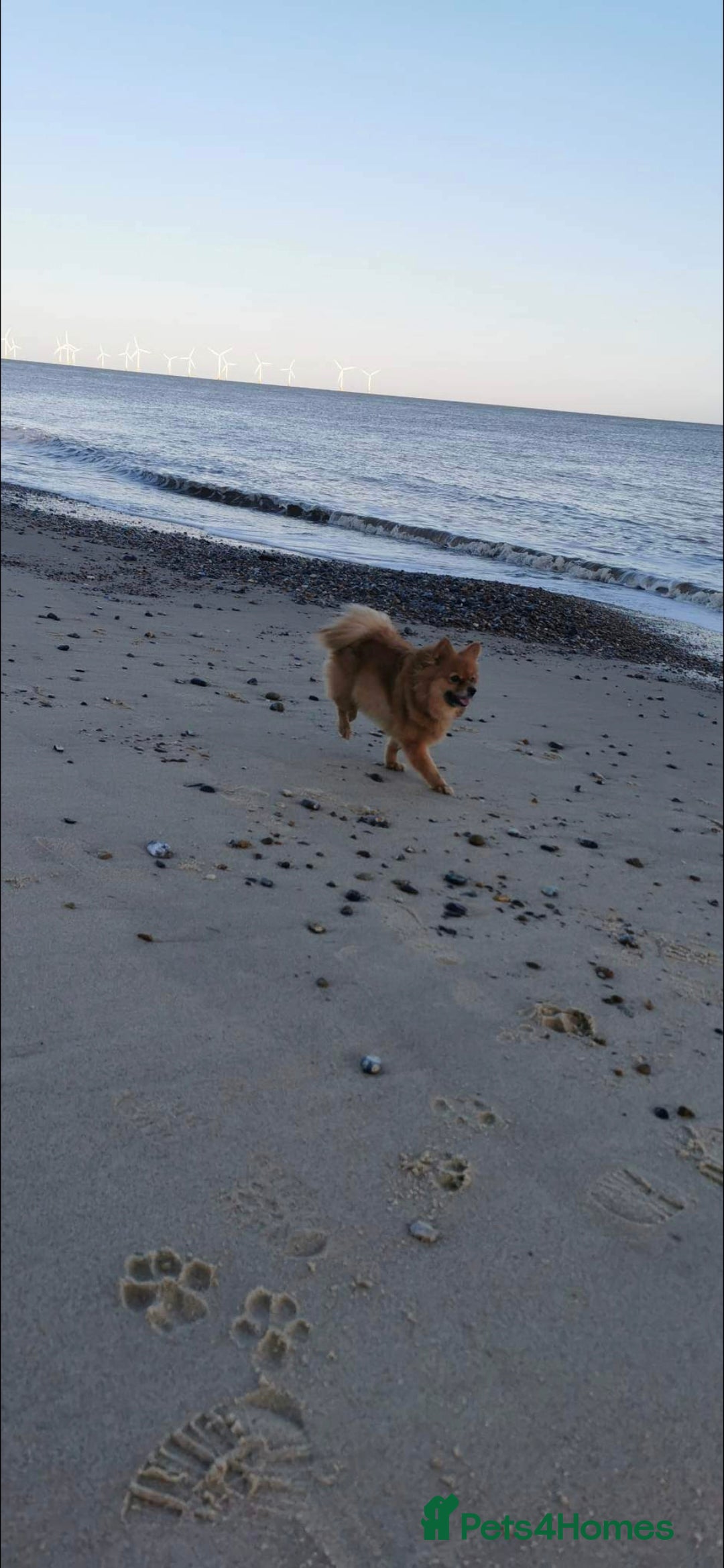 German Spitz dogs for sale: German spitz - Advert 8