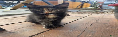 Kitten 1