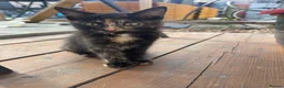 Mixed Breed cats for sale: 3 Female Kittens in Portsmouth - Advert 7