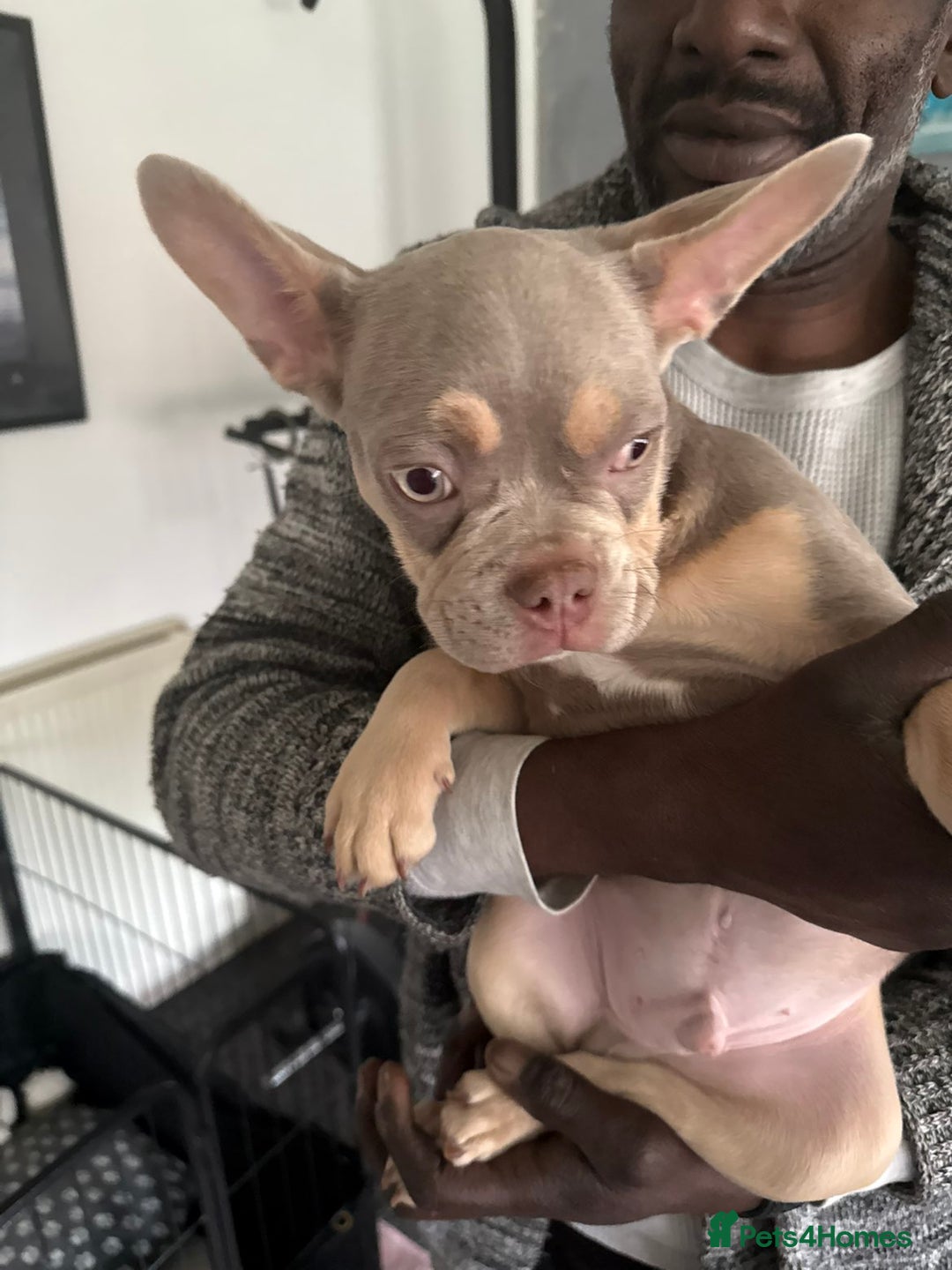 French Bulldog dogs for sale: Stunning boys  - Image 1