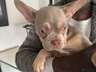 French Bulldog dogs - Advert 32
