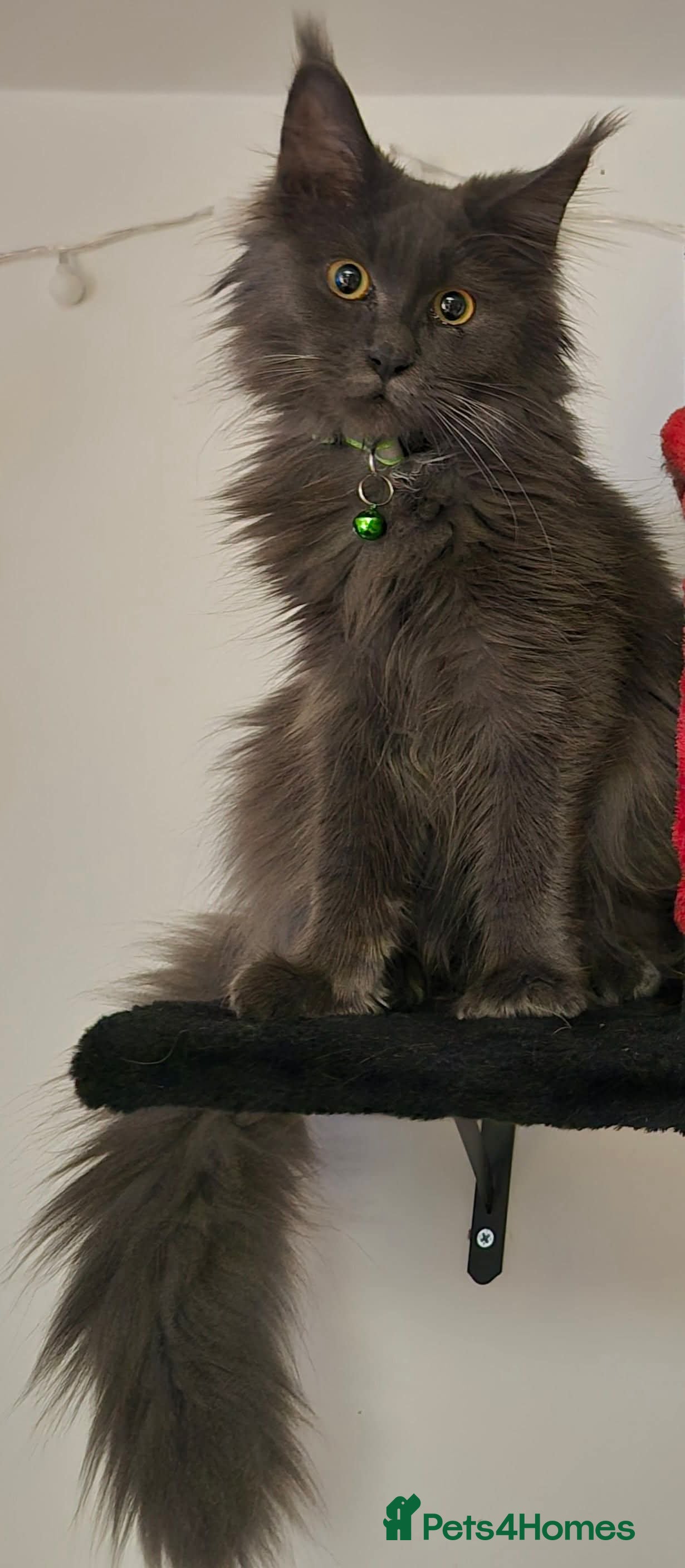 Maine Coon cats Maine coon kitten - 6 months - Advert 6