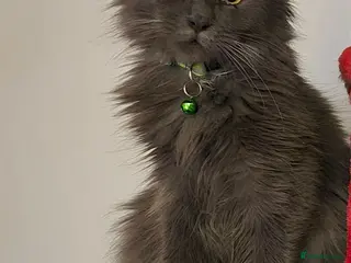 Maine Coon cats Maine coon kitten - 6 months - Advert 1