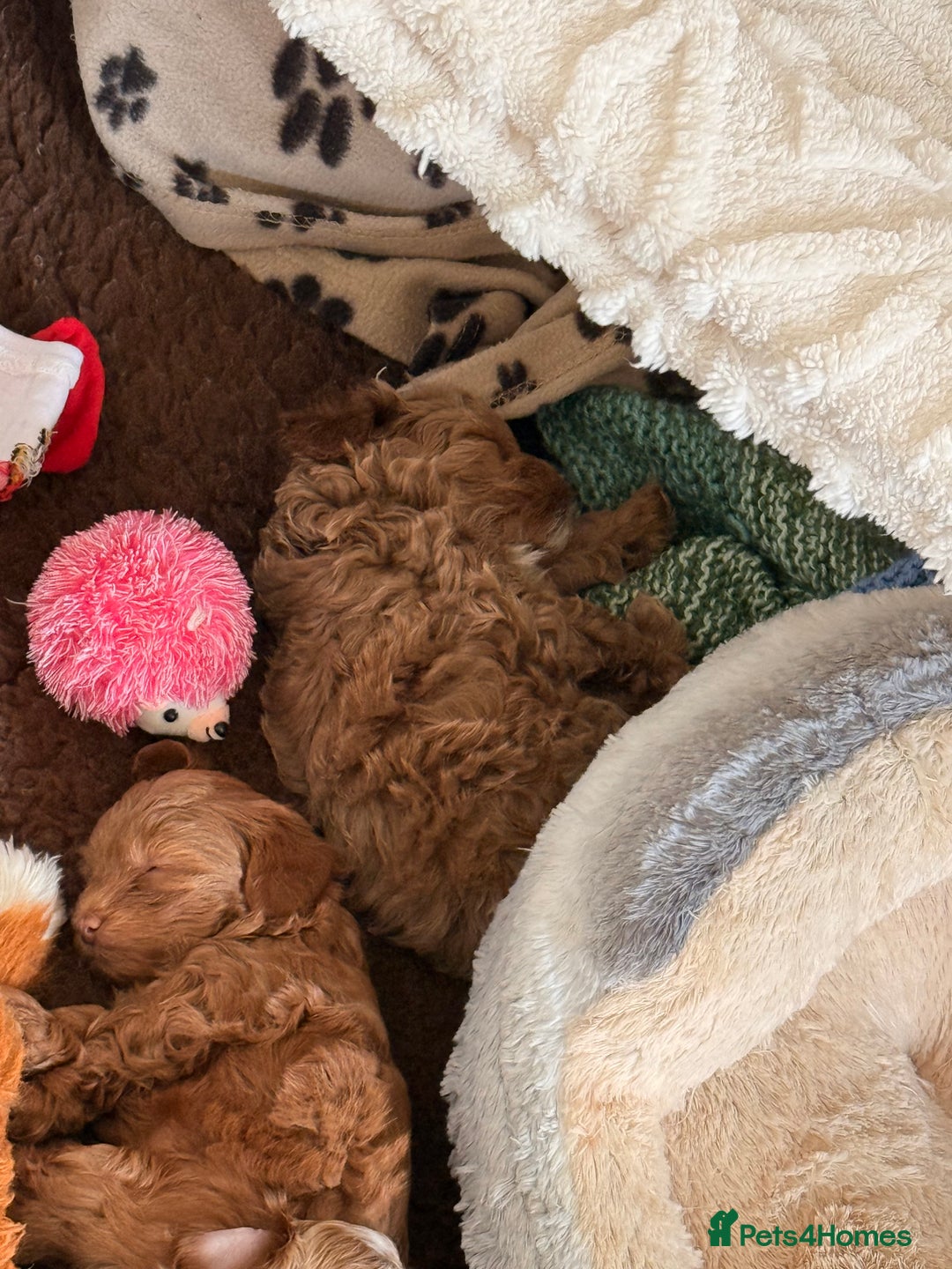 Maltipoo dogs for sale: Rare Red F1B Maltipoo Puppies - Advert 6