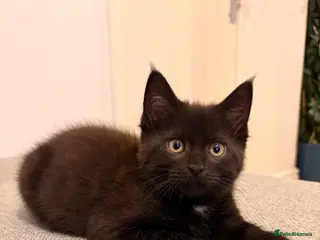 Maine Coon cats Maine coon x BSH - Advert 11