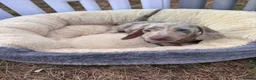 Miniature Dachshund dogs for sale: Miniature dachshund puppies  - Advert 28