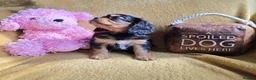Cavalier King Charles Spaniel dogs for sale: Beautiful  Cavalier  puppies  - Advert 14