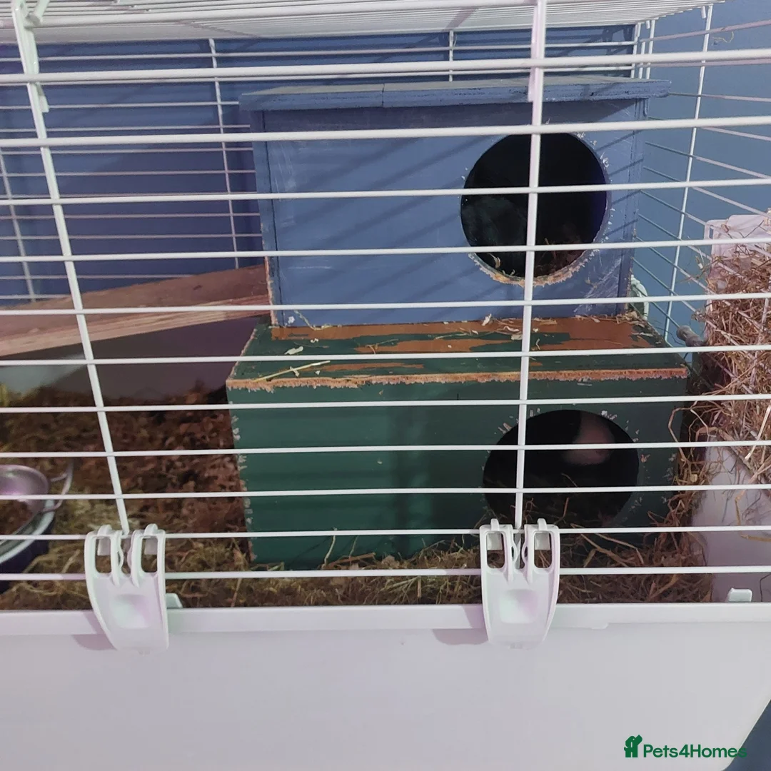 Guinea Pig rodents for sale: Pair guinea pigs  in Bishop Auckland - Advert 2