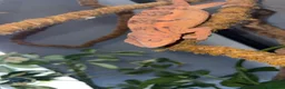 Chameleon reptiles for sale: Female panther Chameleon  - Advert 1