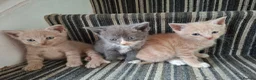 Mixed Breed cats for sale: FLUFFY MAINE COON CROSS KITTENS - Advert 14