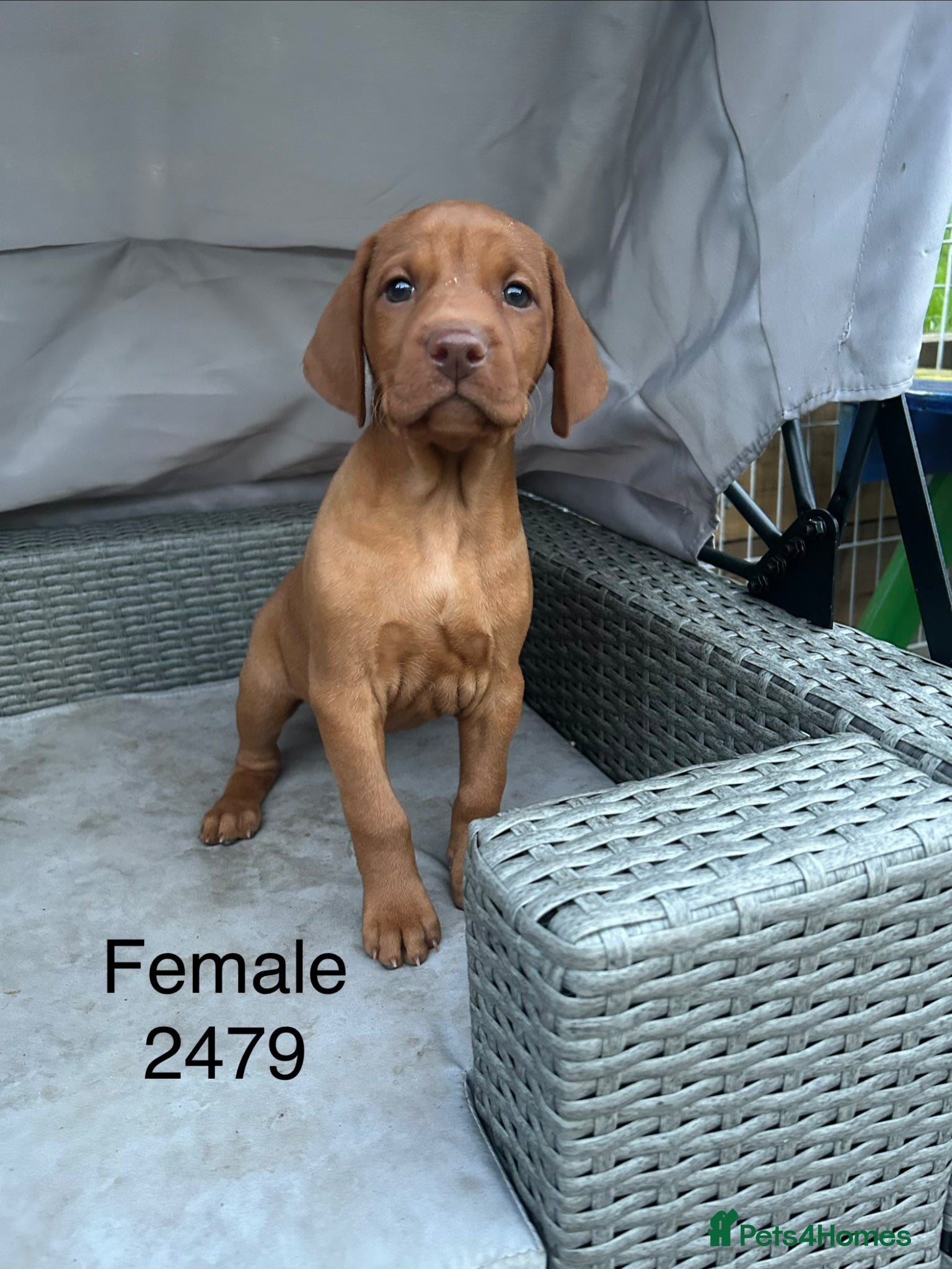 Hungarian Vizsla dogs KC Hungarian Vizsla puppies  - Advert 1