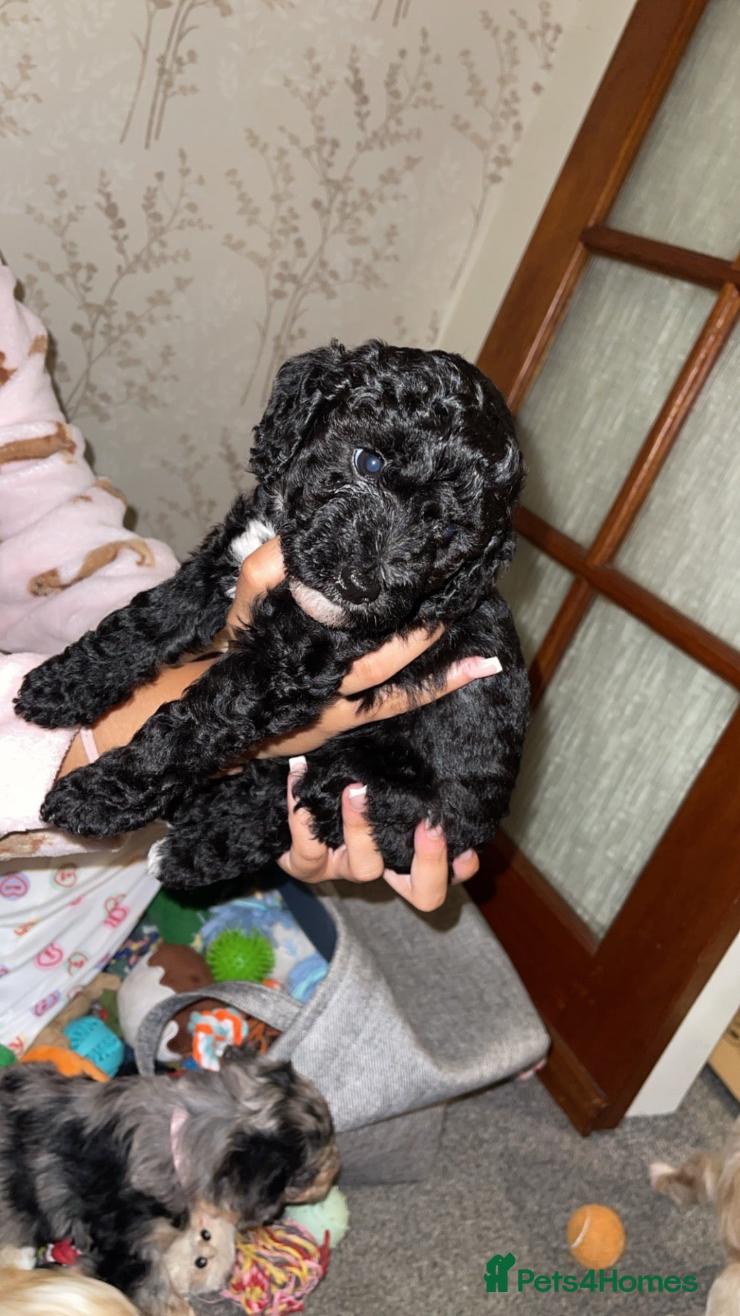 Mixed Breed dogs 3 remaining puppies ready to leave in 2 weeks  - Advert 2