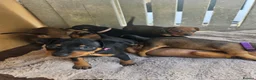 Miniature Pinscher dogs for sale: Adorable miniature pinscher puppies  - Advert 5