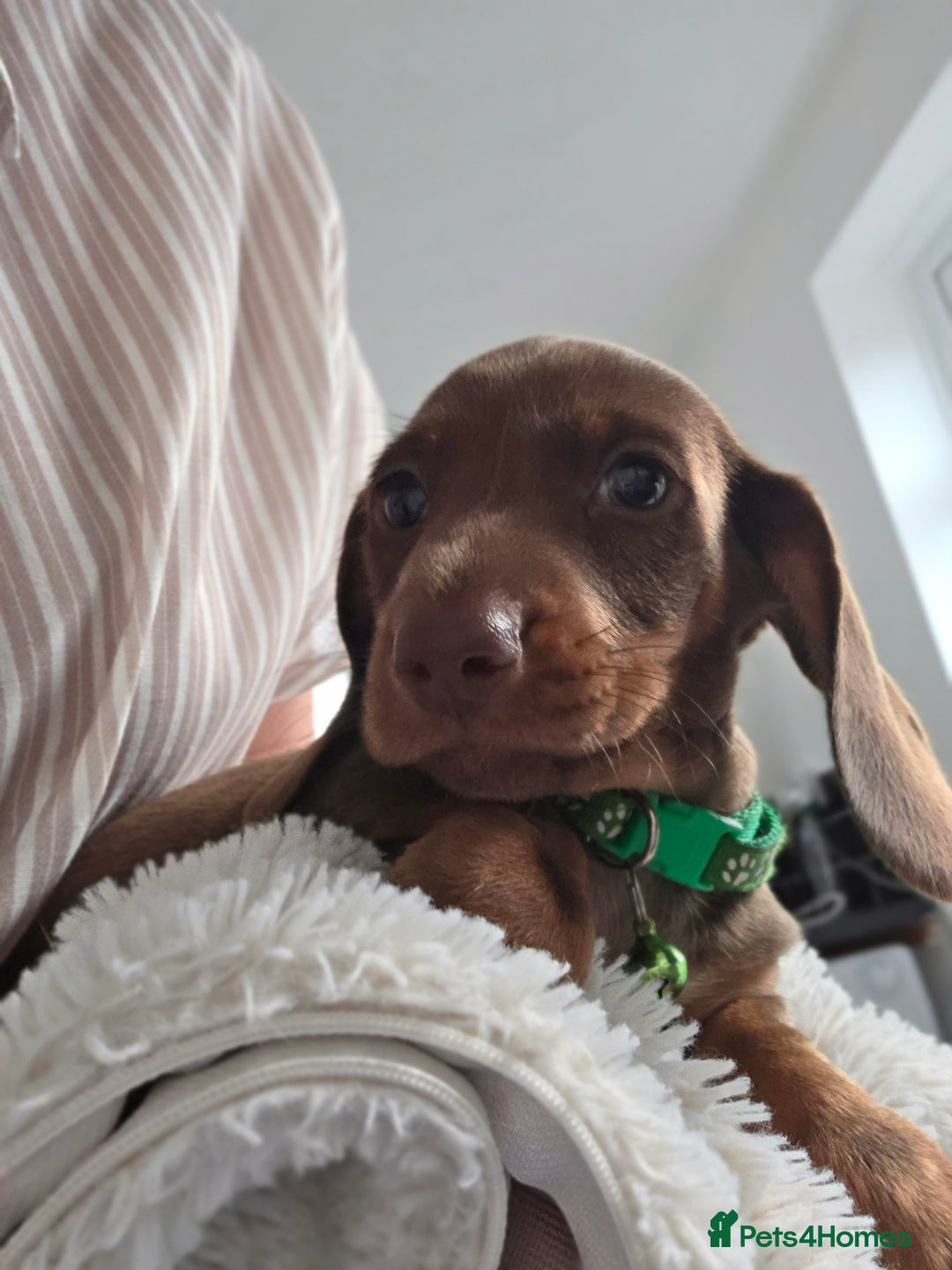 Miniature Dachshund dogs for sale: Miniature dachshund boy available  - Image 18
