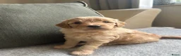 Mini Goldendoodle dogs for sale: F1 Mini Goldendoodle Puppies- ONE REMAINING   - Advert 22