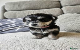 Morkie dogs for sale: 🐶 Adorable Morkie Puppies 🐶 - Image 20