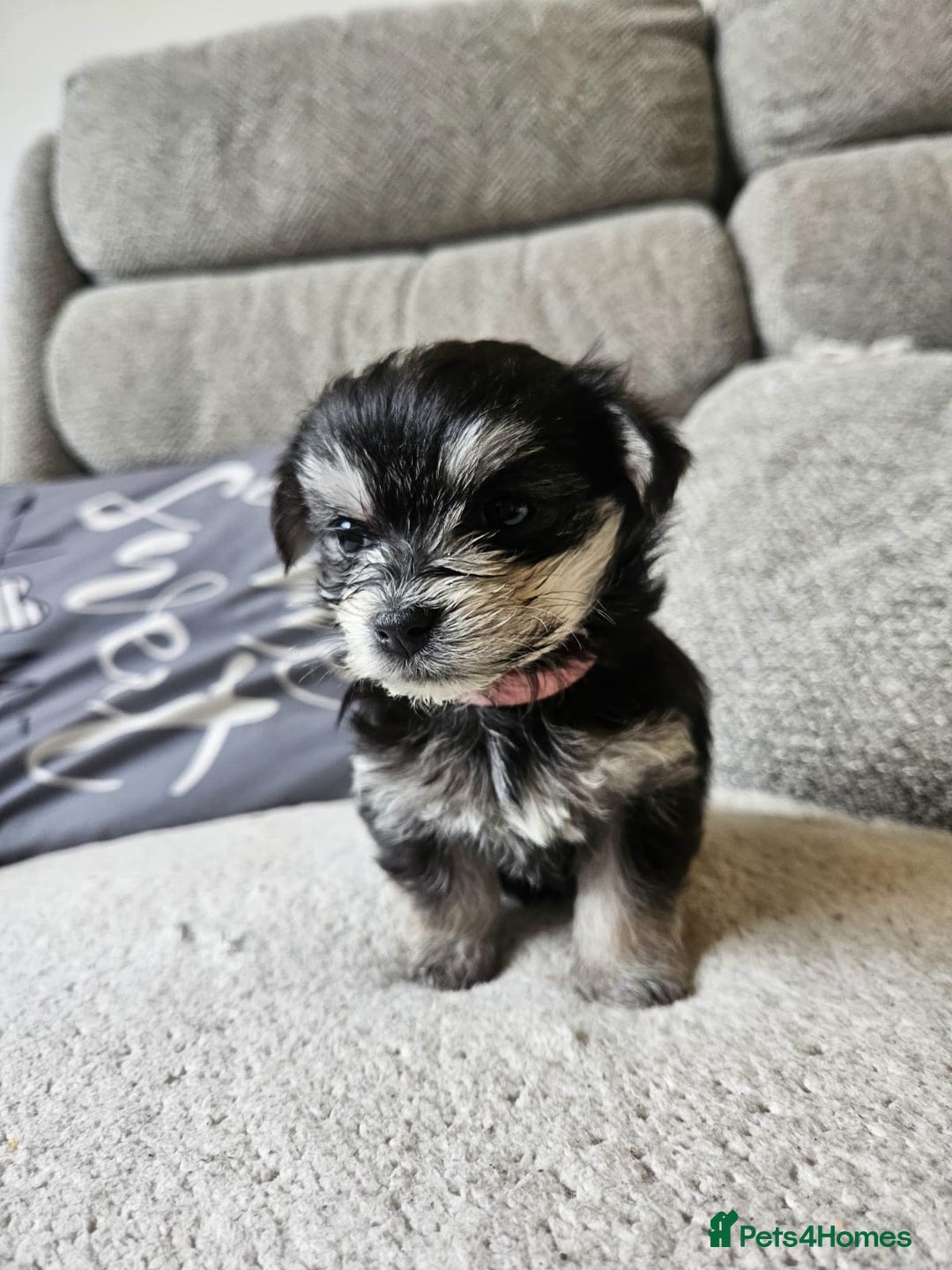 Morkie dogs for sale: 🐶 Adorable Morkie Puppies 🐶 - Image 20