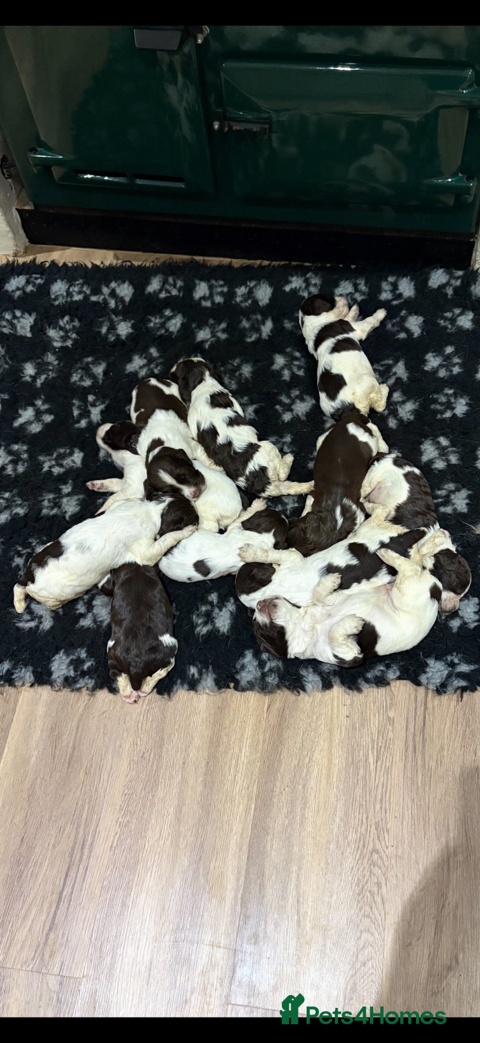 English Springer Spaniel dogs KC Registered English Springer Spaniel Puppies  - Advert 1