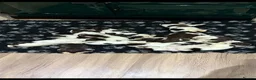 English Springer Spaniel dogs for sale: KC Registered English Springer Spaniel Puppies  - Advert 1