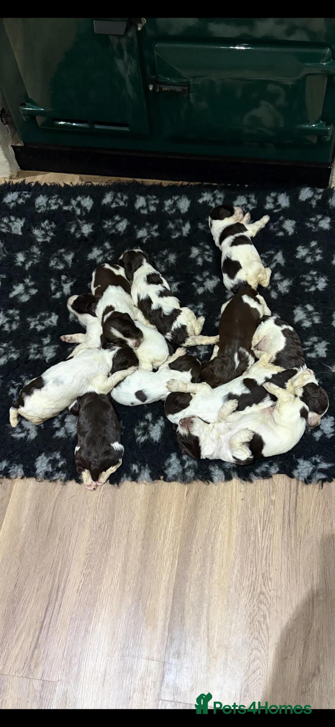English Springer Spaniel dogs for sale: KC Registered English Springer Spaniel Puppies  - Advert 1