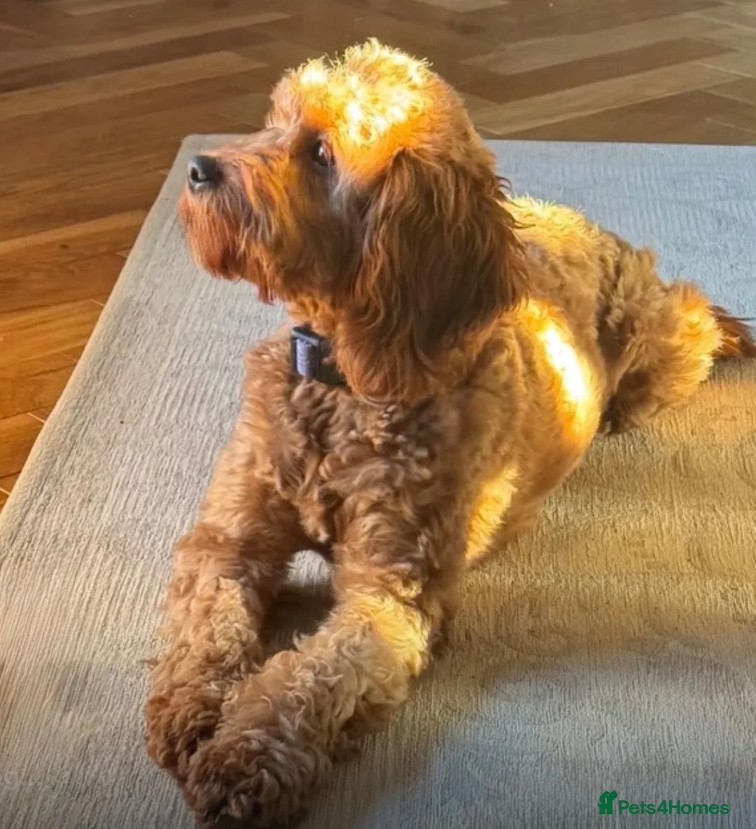 Cavapoo dogs for sale: F1b males 🐾 - Advert 25