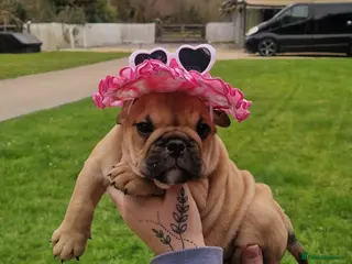 English Bulldog dogs Beautiful Bull dog puppies - Advert 5