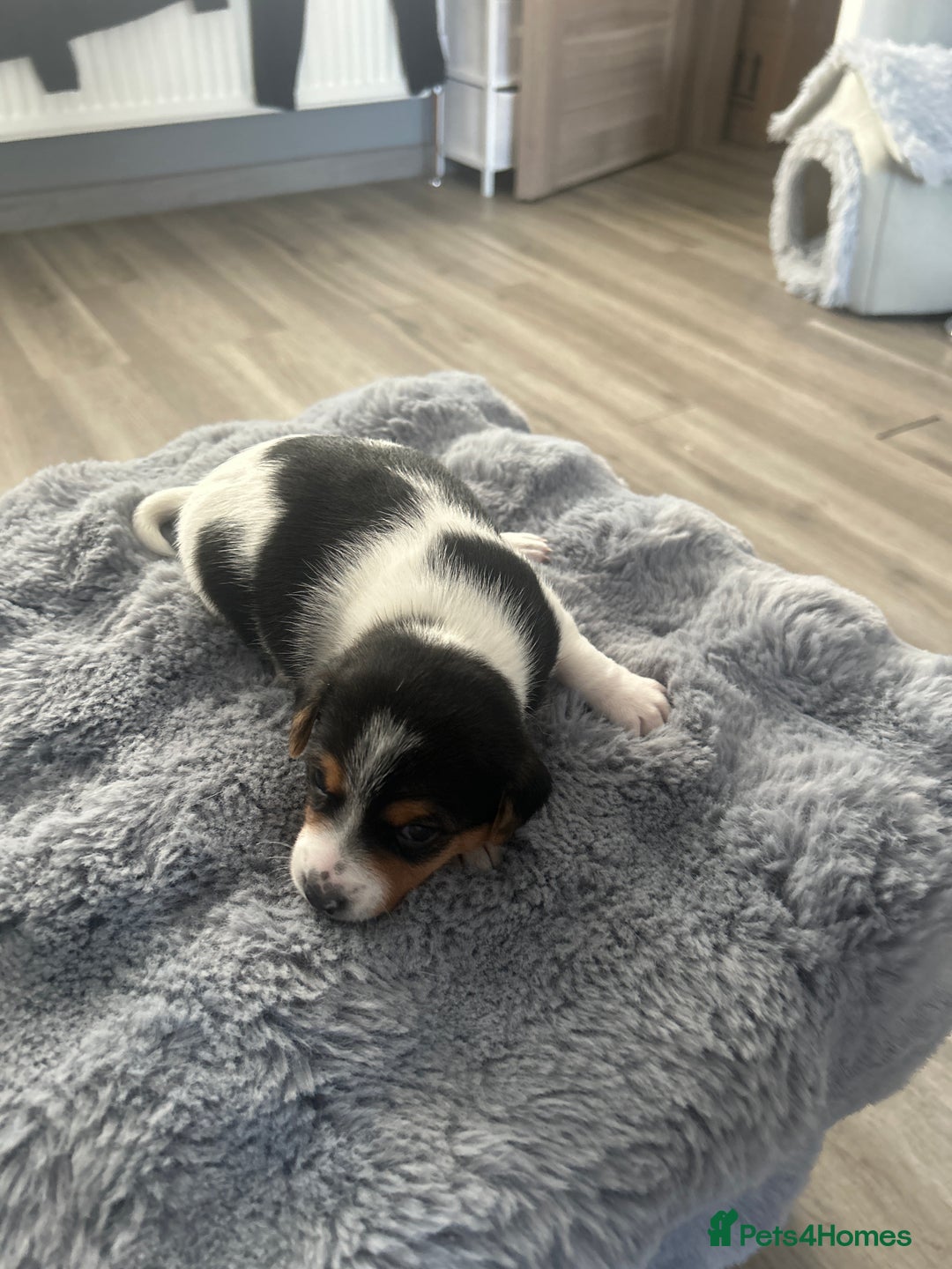 Jack Russell dogs for sale: Jack Russel puppies  - Image 3