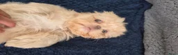 Shih Tzu dogs for sale: Shihtzu pups Beautiful colours & imperial sizes 🐾 - Advert 15