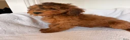 Cockapoo dogs for sale: LICENSED BREEDER HEALTH TESTED COCKAPOOS - Advert 2