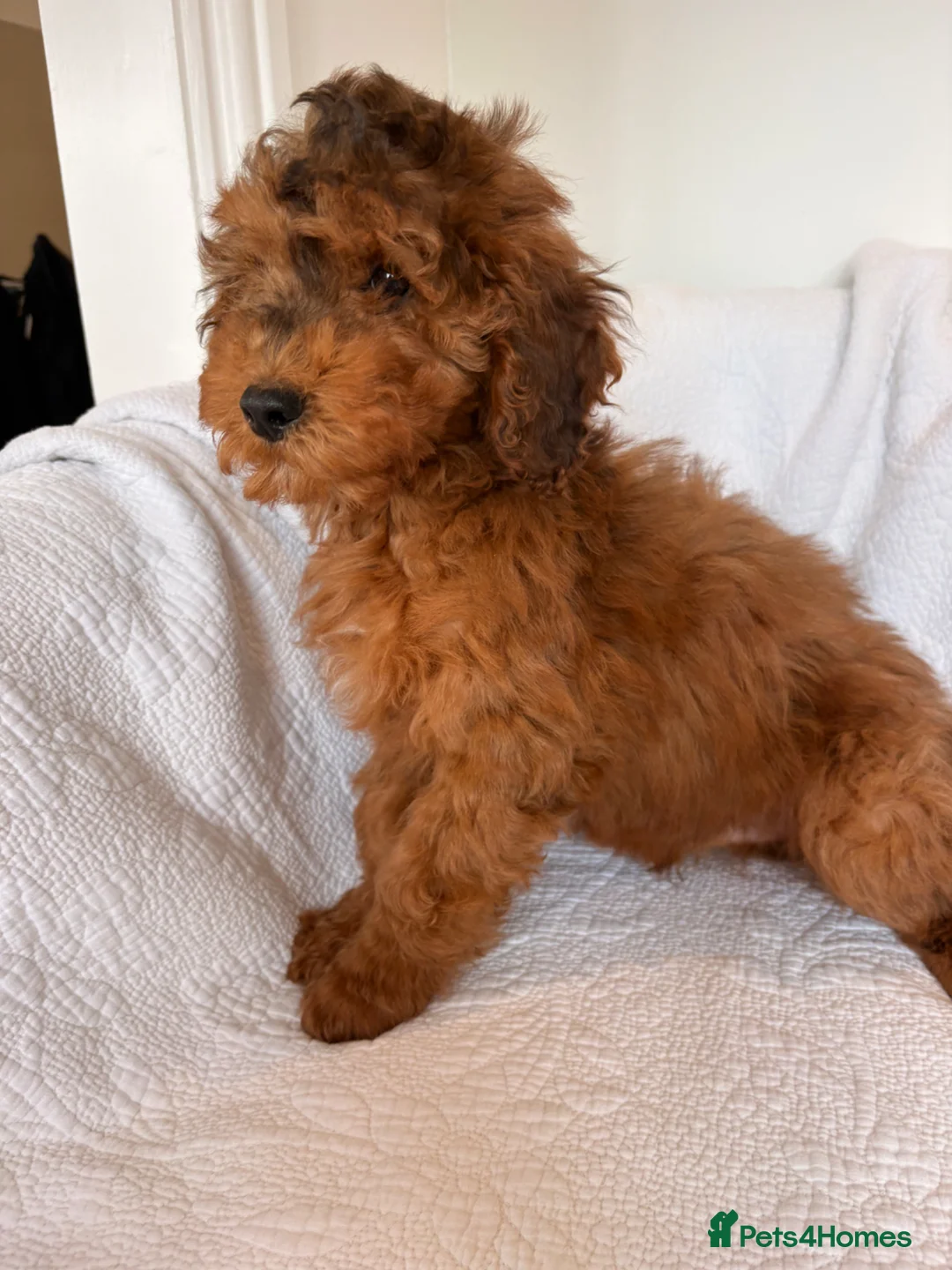 Cockapoo dogs for sale: LICENSED BREEDER HEALTH TESTED COCKAPOOS - Advert 2