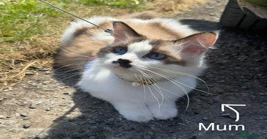 Ragdoll cats - Advert 5
