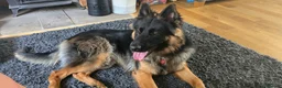 German Shepherd dogs for sale: German Shepherd  in Tonbridge - Advert 4