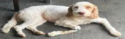 Cockapoo dogs for sale: Absolutely beautiful girl - Advert 17