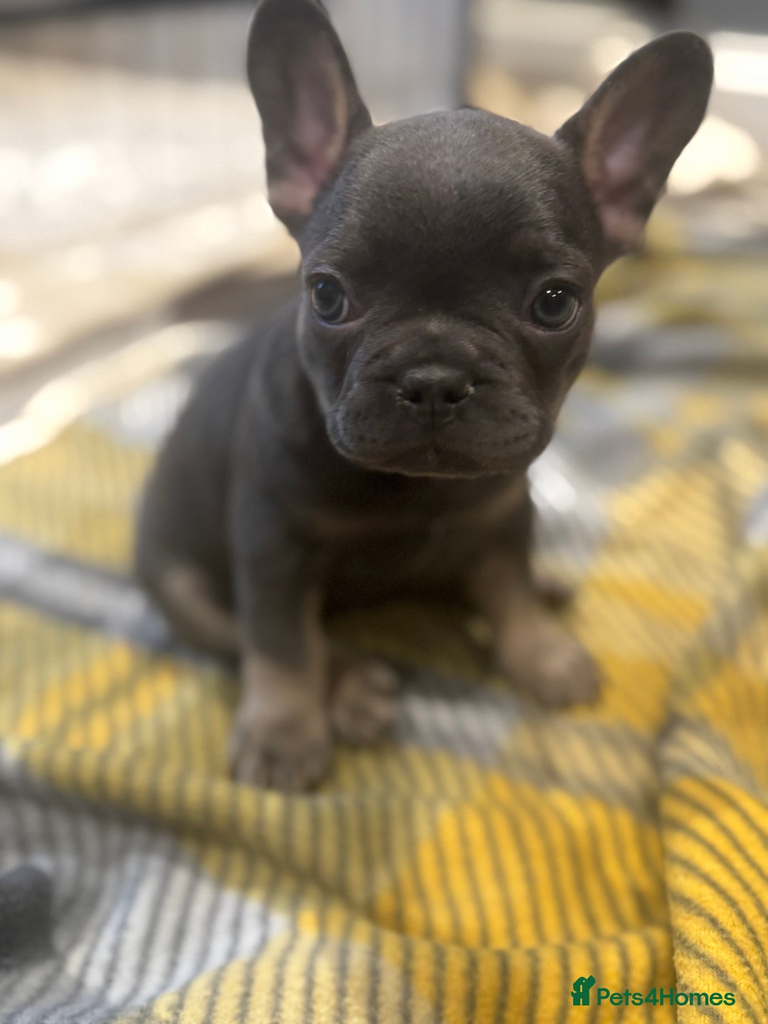 French Bulldog dogs for sale: French Bulldog Puppies - Advert 18