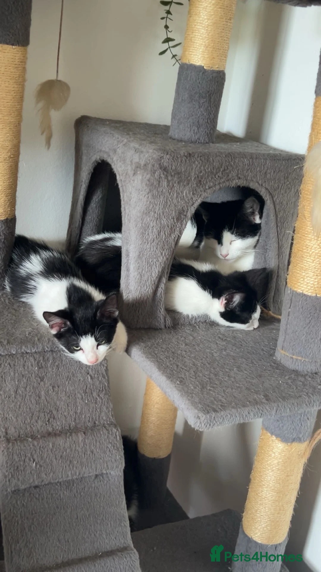 Mixed Breed cats for sale: The Shed Kittens ♥️ - Advert 2