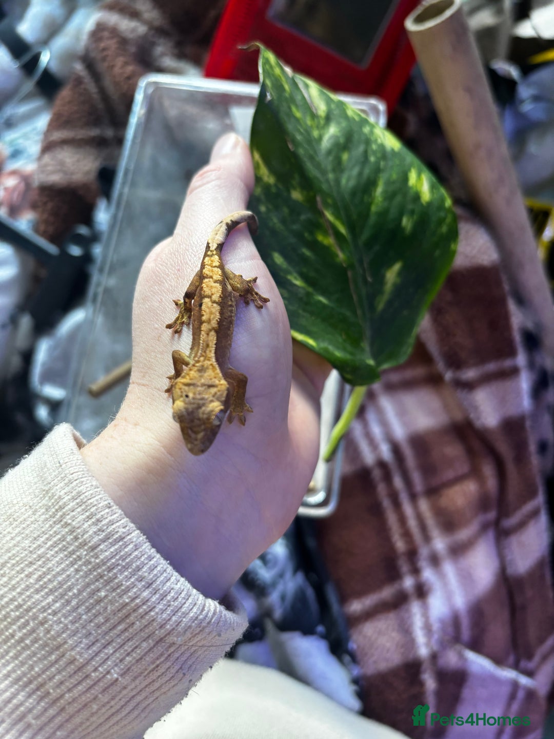 Gecko reptiles for sale: Baby crested geko  - Image 8