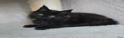 Maine Coon cats for stud: Large Black 9kg Russian Lines Maine Coon STUD - Advert 33