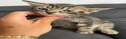 Mixed Breed cats for sale: 4 beautiful kittens  - Advert 10