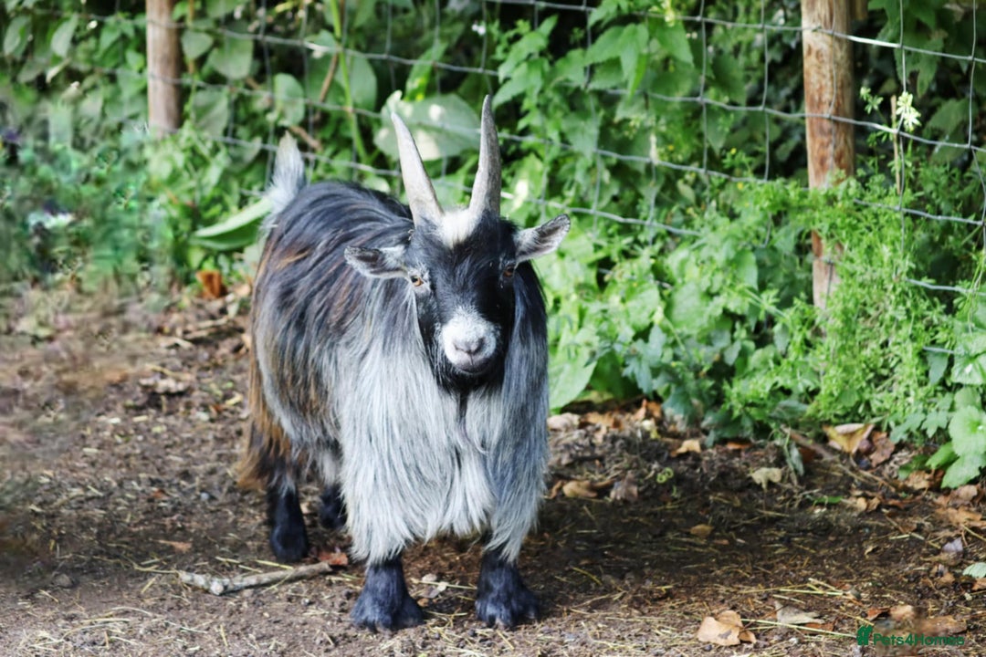 Goats livestock for sale: Pedigree Billy for stud - Image 2