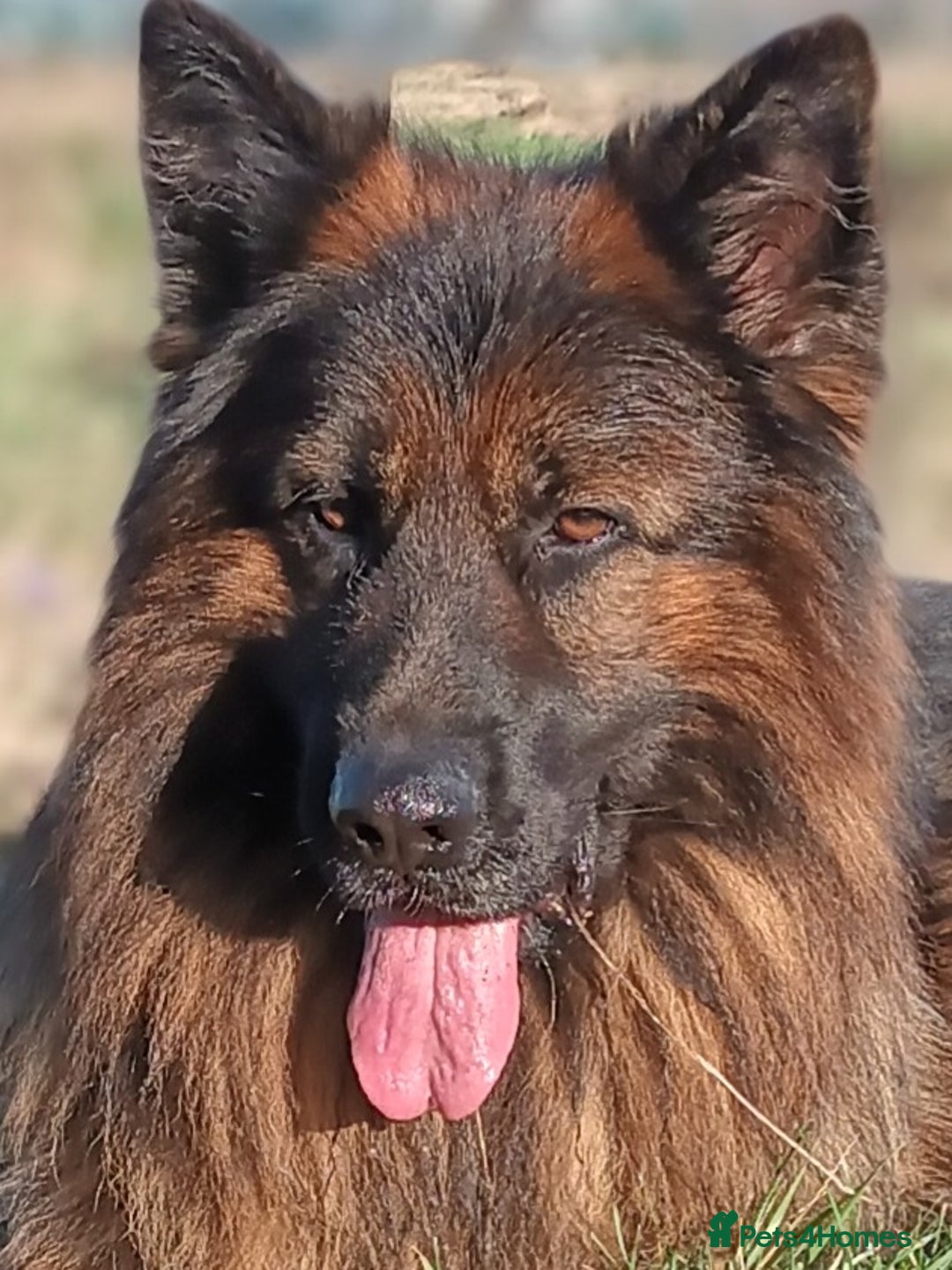 German Shepherd dogs for stud: Best blood stud - Image 13