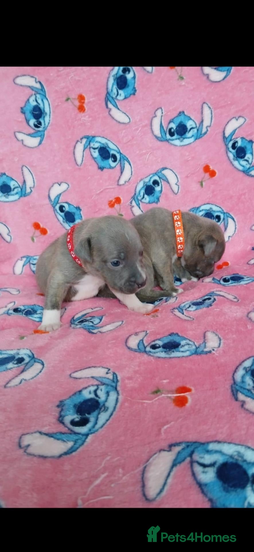 Staffordshire Bull Terrier dogs Staff puppies - Advert 2