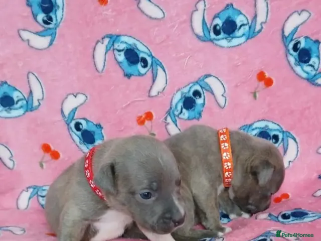 Staffordshire Bull Terrier dogs Staff puppies - Advert 2