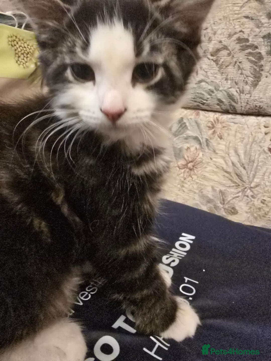 Mixed Breed cats for sale: Maincoon x tabby kittens  - Advert 4