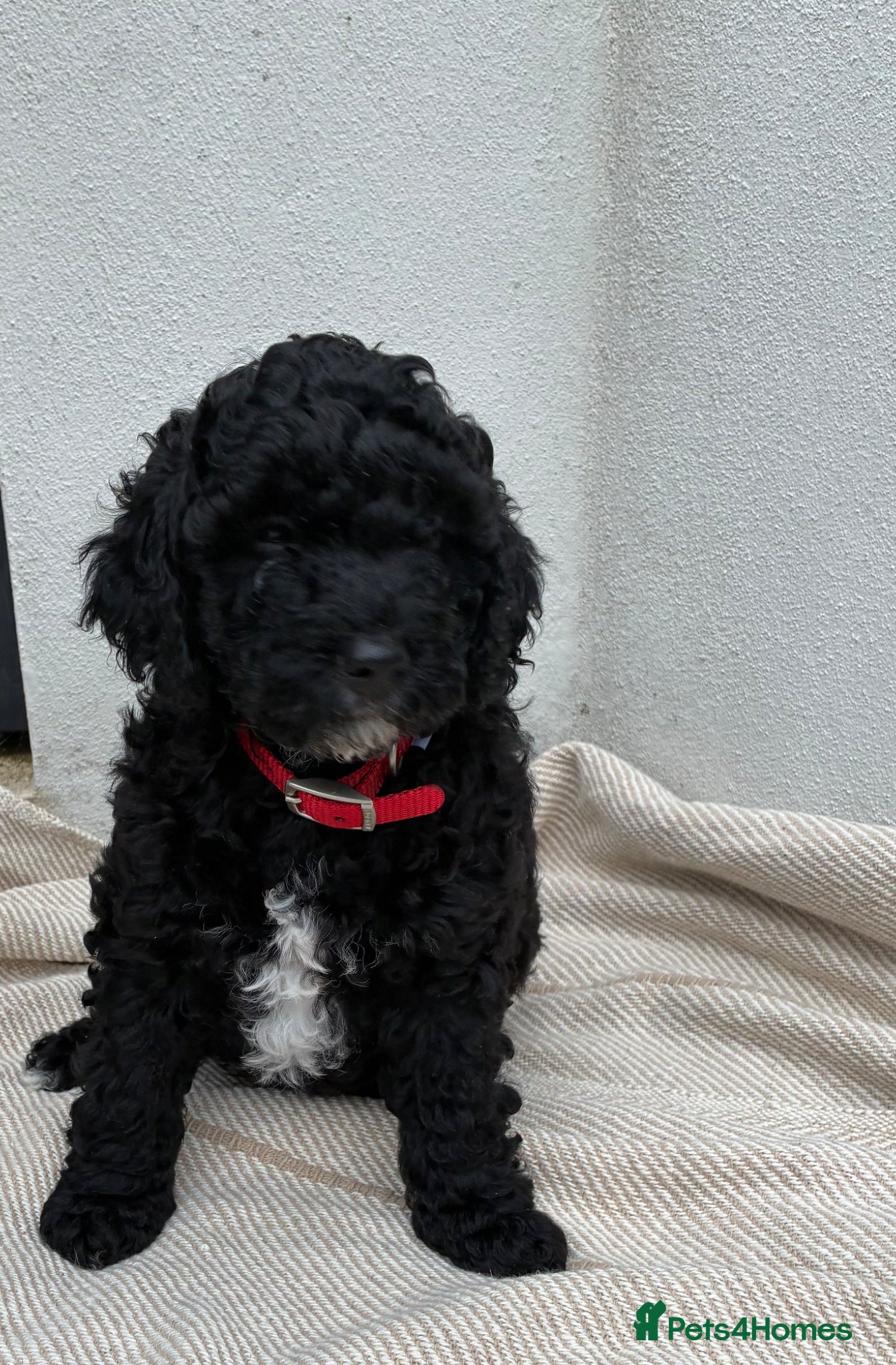 Cockapoo dogs Cockapoo - Advert 2