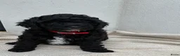 Cockapoo dogs for sale: Toy Cockapoo - Advert 1