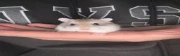 Hamster rodents for sale: Roborovski Male Hamster  in Bristol - Advert 2